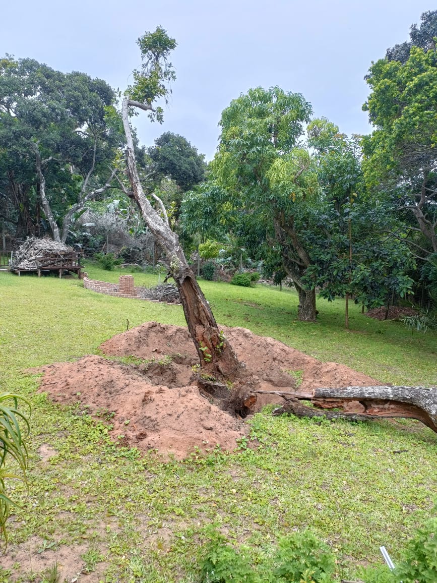 A Bruised Reed He Will Not Break: Finding Hope After the Storm